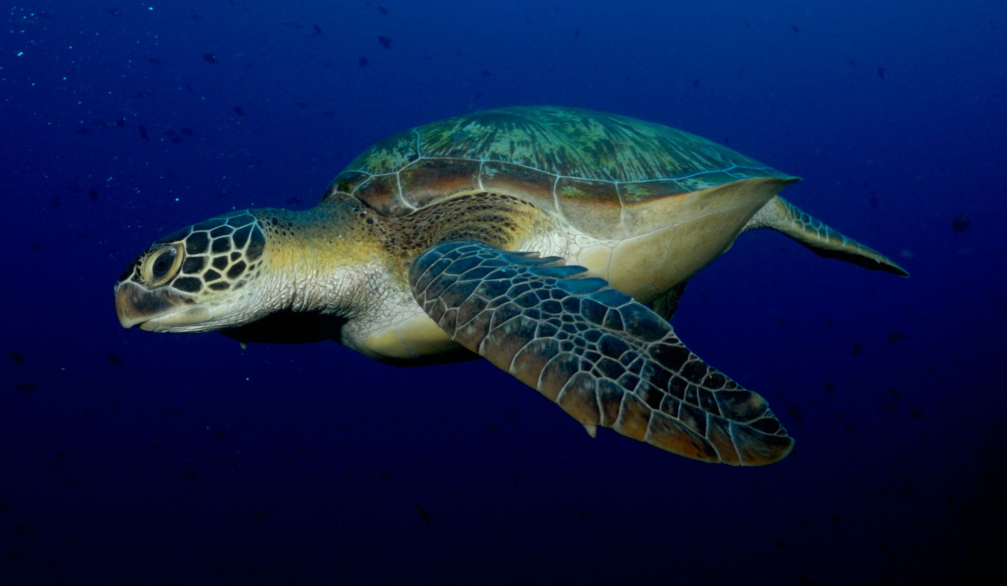 Green sea turtle at Bunaken Marine park Lumbalumba Resort - Manado
