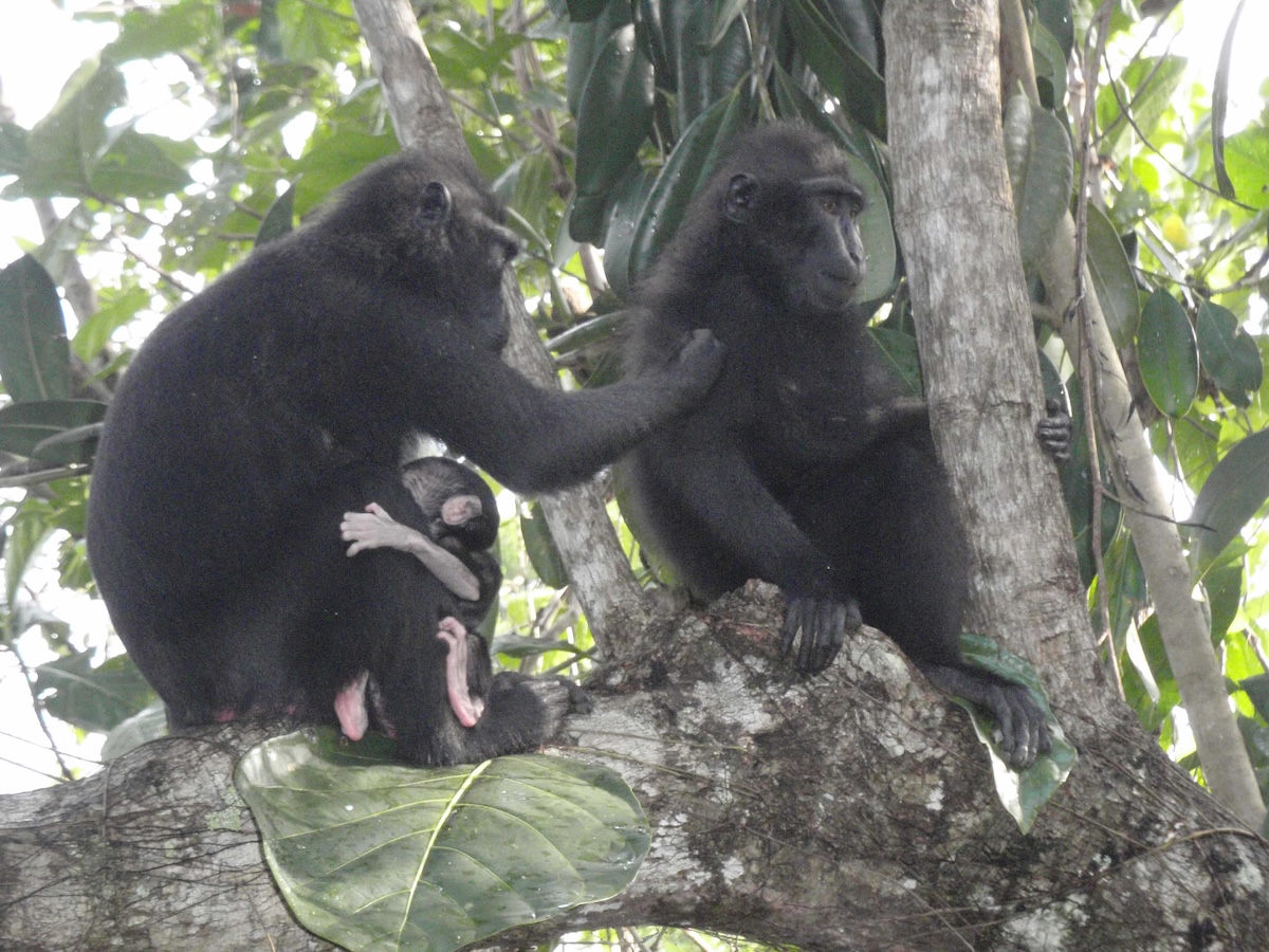 Sulawesi crested Black Macaque with baby
