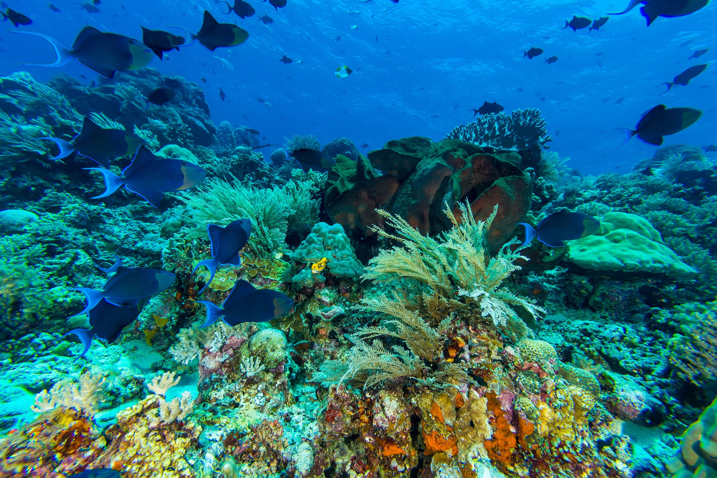 Bunaken underwater