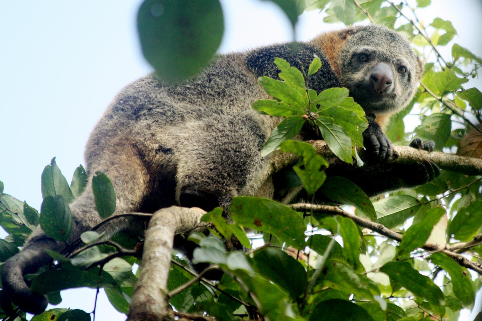 Sulawesi Cuscus Bear Marsupial